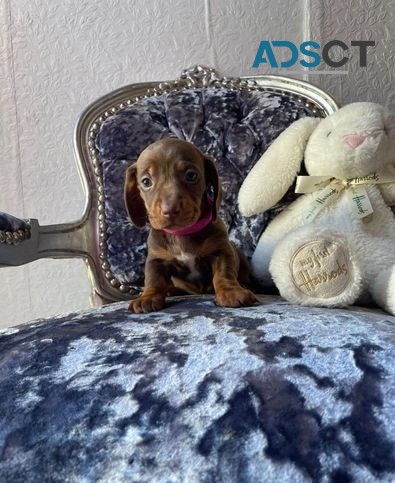 Miniature dachshund puppies