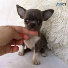 Beautiful chihuahua teacup puppies