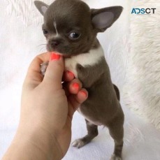 Beautiful chihuahua teacup puppies