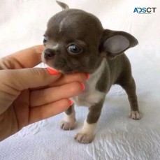 Beautiful chihuahua teacup puppies