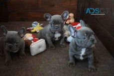 French Bulldog puppies 