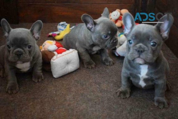 French Bulldog puppies 