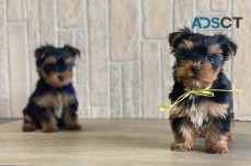 Yorkie puppies for sale