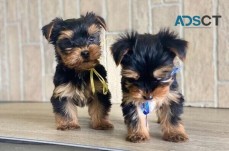 Yorkie puppies for sale