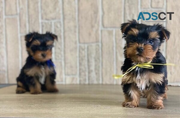 Yorkie puppies for sale