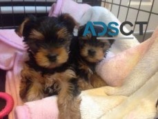 Yorkie puppies available now