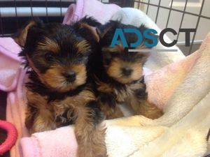 Yorkie puppies available now