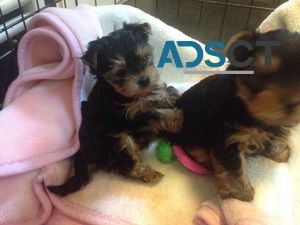 Yorkie puppies available now