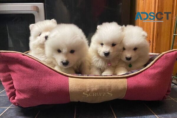 Samoyed puppies available now