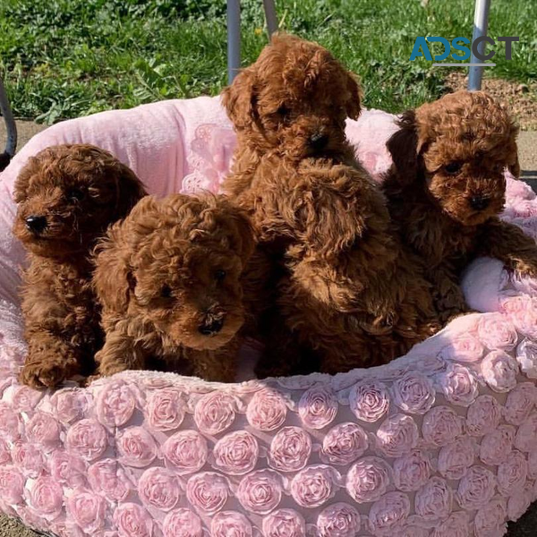 Poodle puppies available now