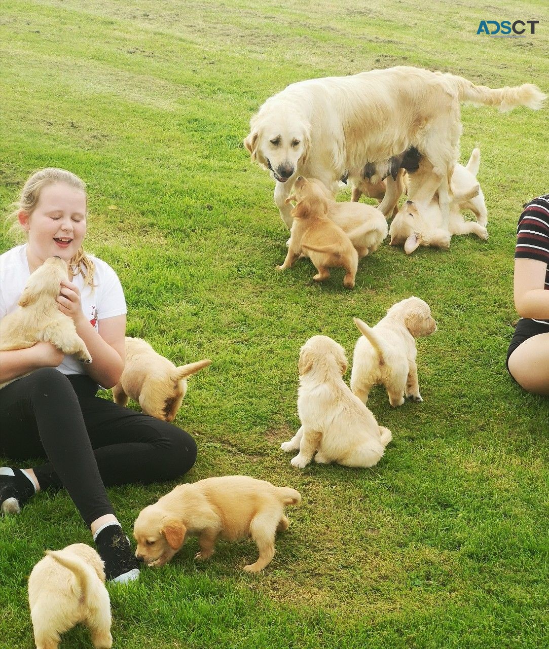 Golden Retriever puppies.