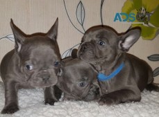 Blue French Bulldog puppies