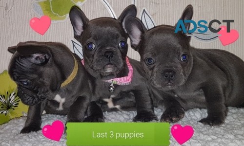 Blue French Bulldog puppies