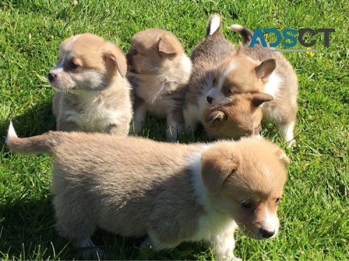 Corgi puppies