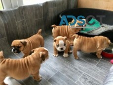 English Bulldog puppies