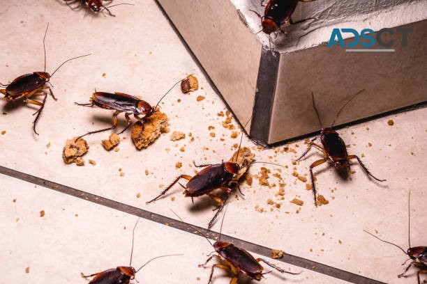 Effective Cockroach Control in Adelaide: Say Goodbye to Cockroach Infestations