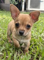 Chihuahua Puppies 