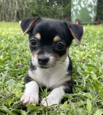 Chihuahua Puppies 