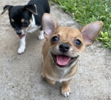 Chihuahua Puppies 