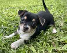 Chihuahua Puppies 