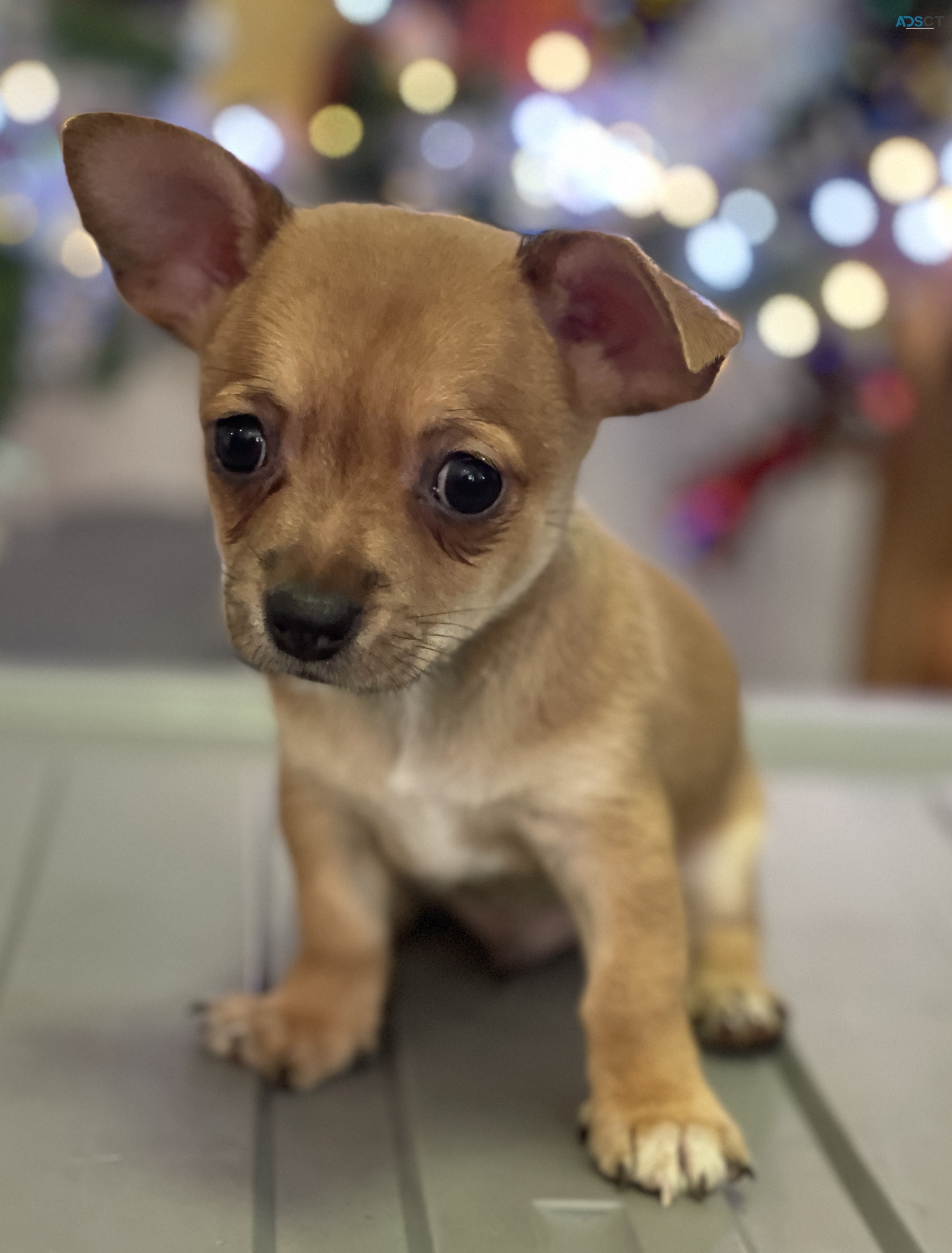 Chihuahua Puppies 