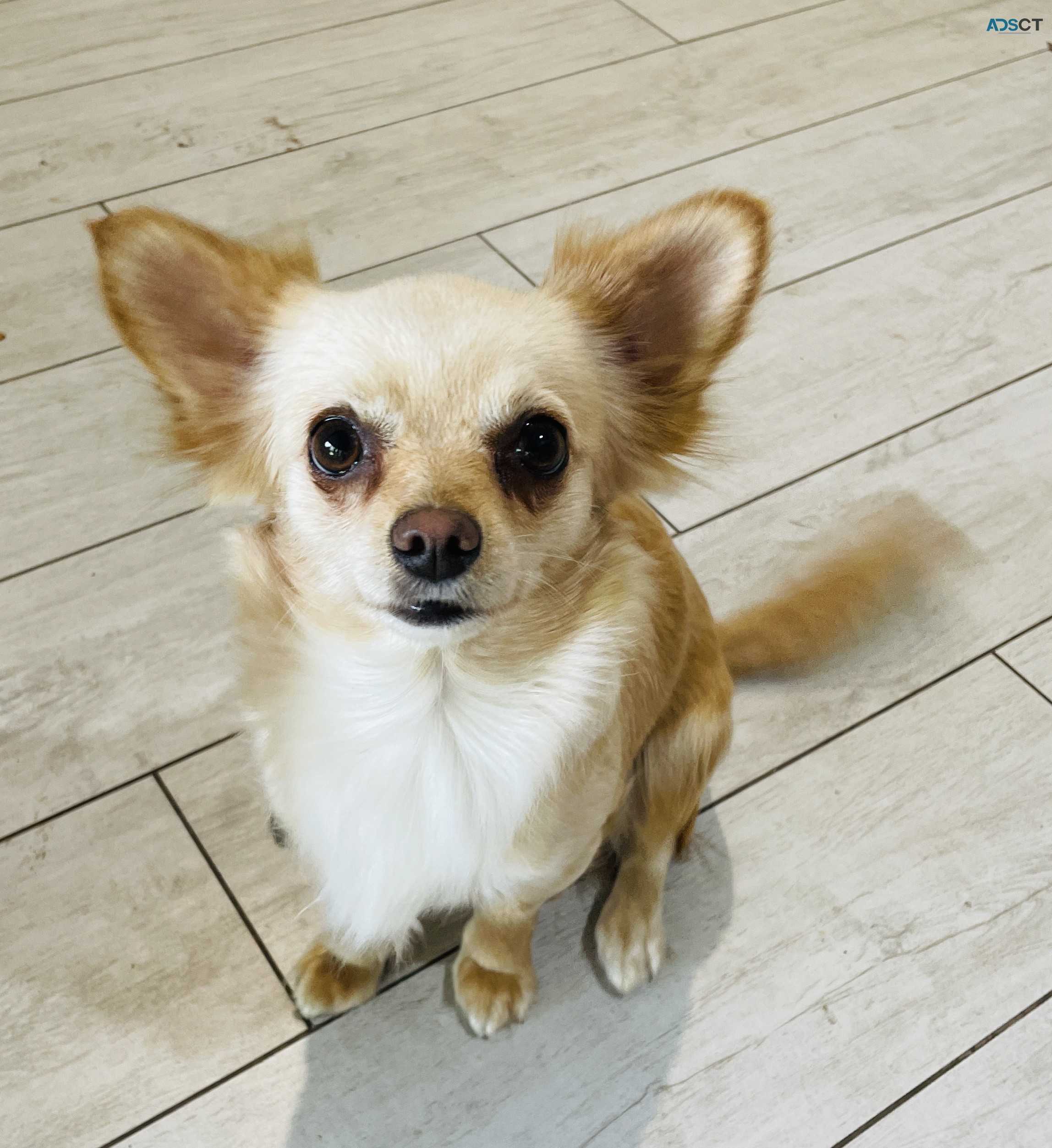 Chihuahua Puppies 