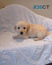 Extensively tested Cavapoochon puppies