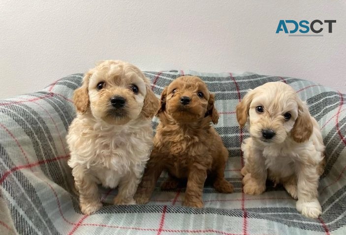 Extensively tested Cavapoochon puppies