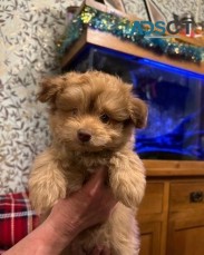 Pomeranian Cross Toy Poodle