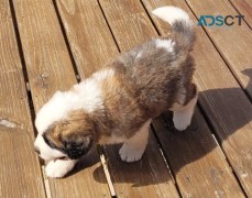 Male & Female Saint Bernard Pupies.