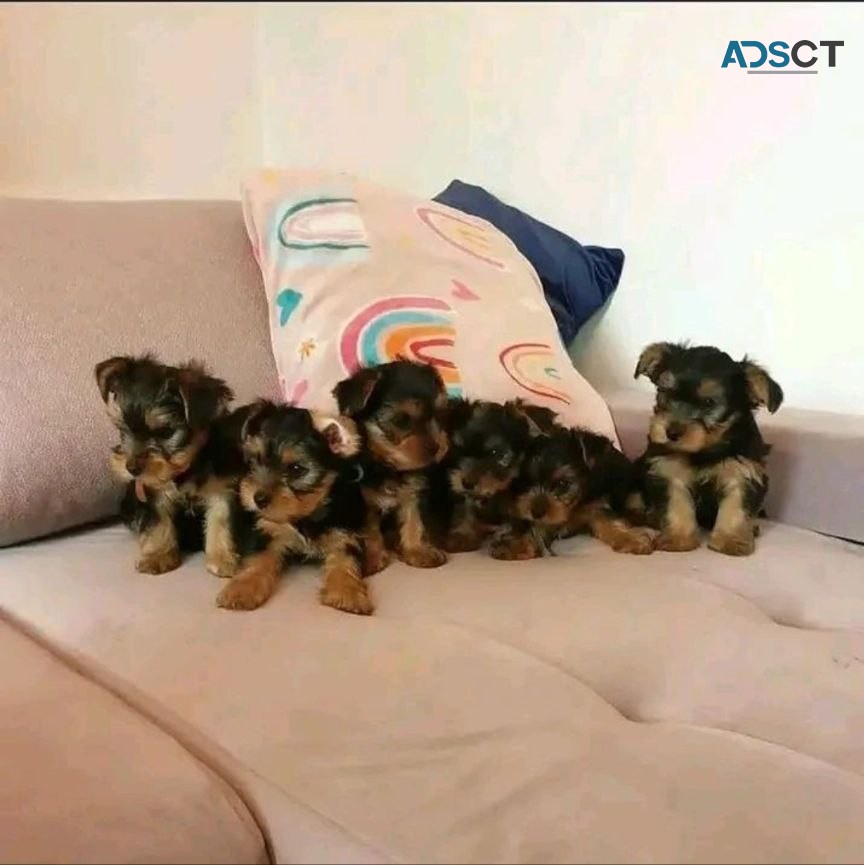 Yorkie puppies for sale 