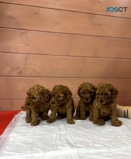 Poodle puppies for sale