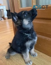 Amazing Long Hair Pure German Shepherd 