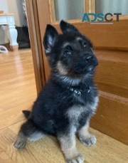 Amazing Long Hair Pure German Shepherd 