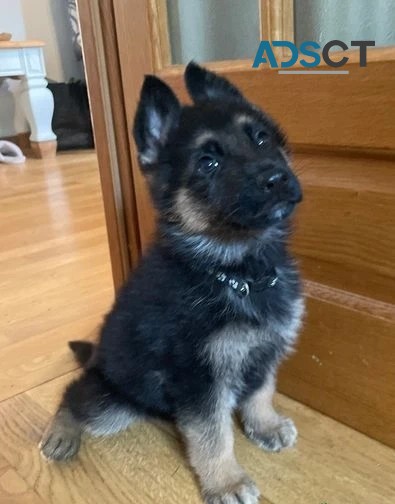 Amazing Long Hair Pure German Shepherd 