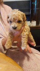 Cute poodle cross puppies