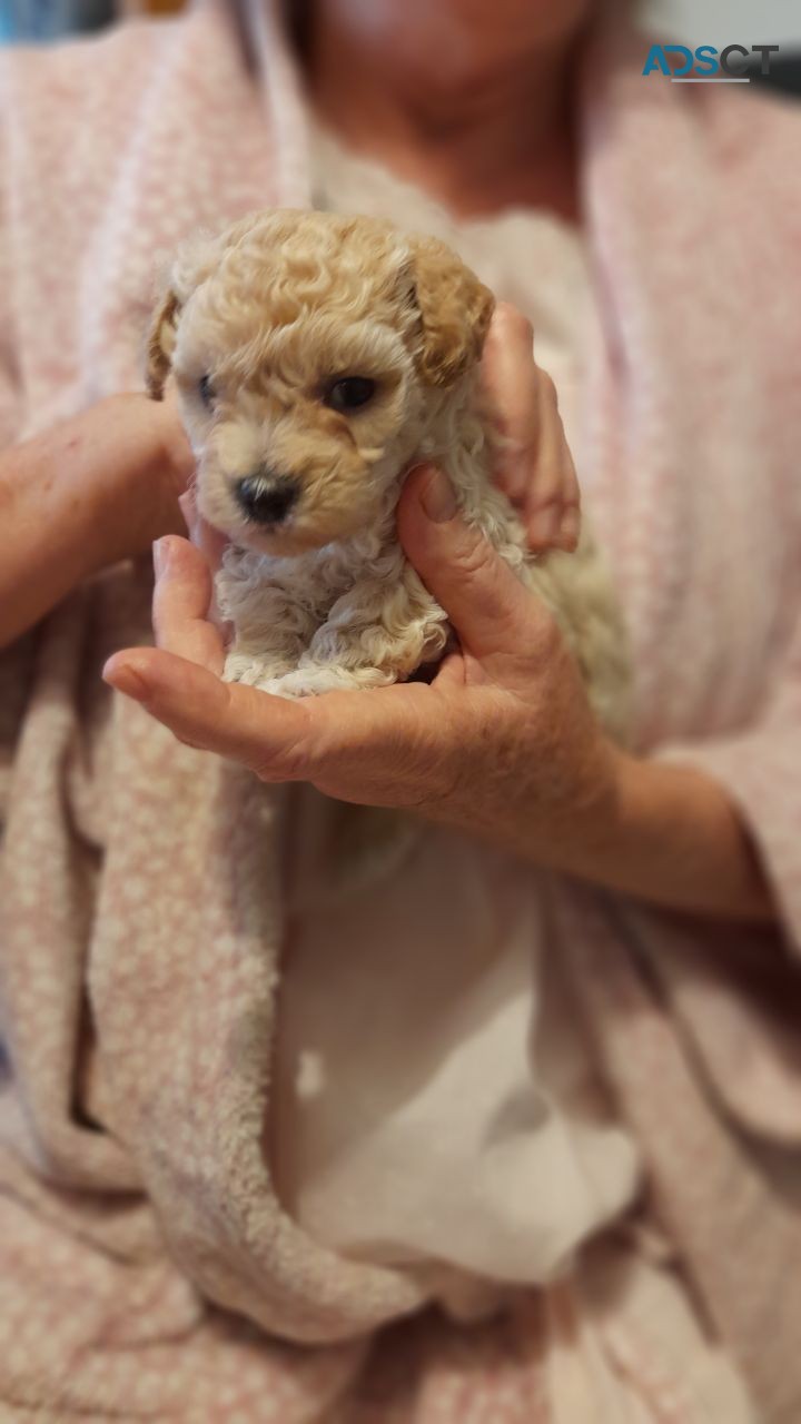 Cute poodle cross puppies