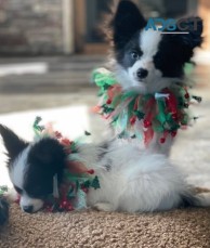 Papillon puppies for sale