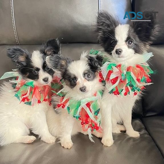 Papillon puppies for sale