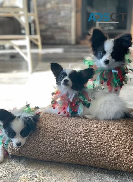 Papillon puppies for sale