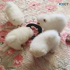 Pomeranian puppies available now