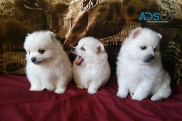 Pomeranian puppies for sale