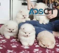 Pomeranian puppies for sale.