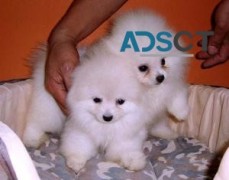 Pomeranian puppies ready now.