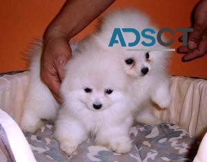 Pomeranian puppies ready now.