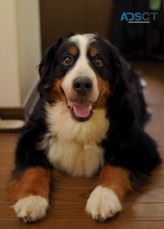 Bernese Mountain Dog