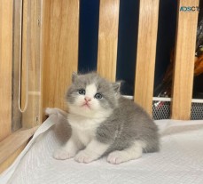 Lovely scottish fold kittens for sale