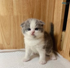 Lovely scottish fold kittens for sale