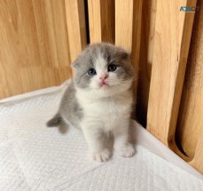 Lovely scottish fold kittens for sale