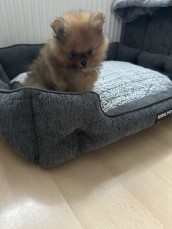 Lovely pomeranian puppies for sale